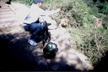 je donne un morso de pin à un sange